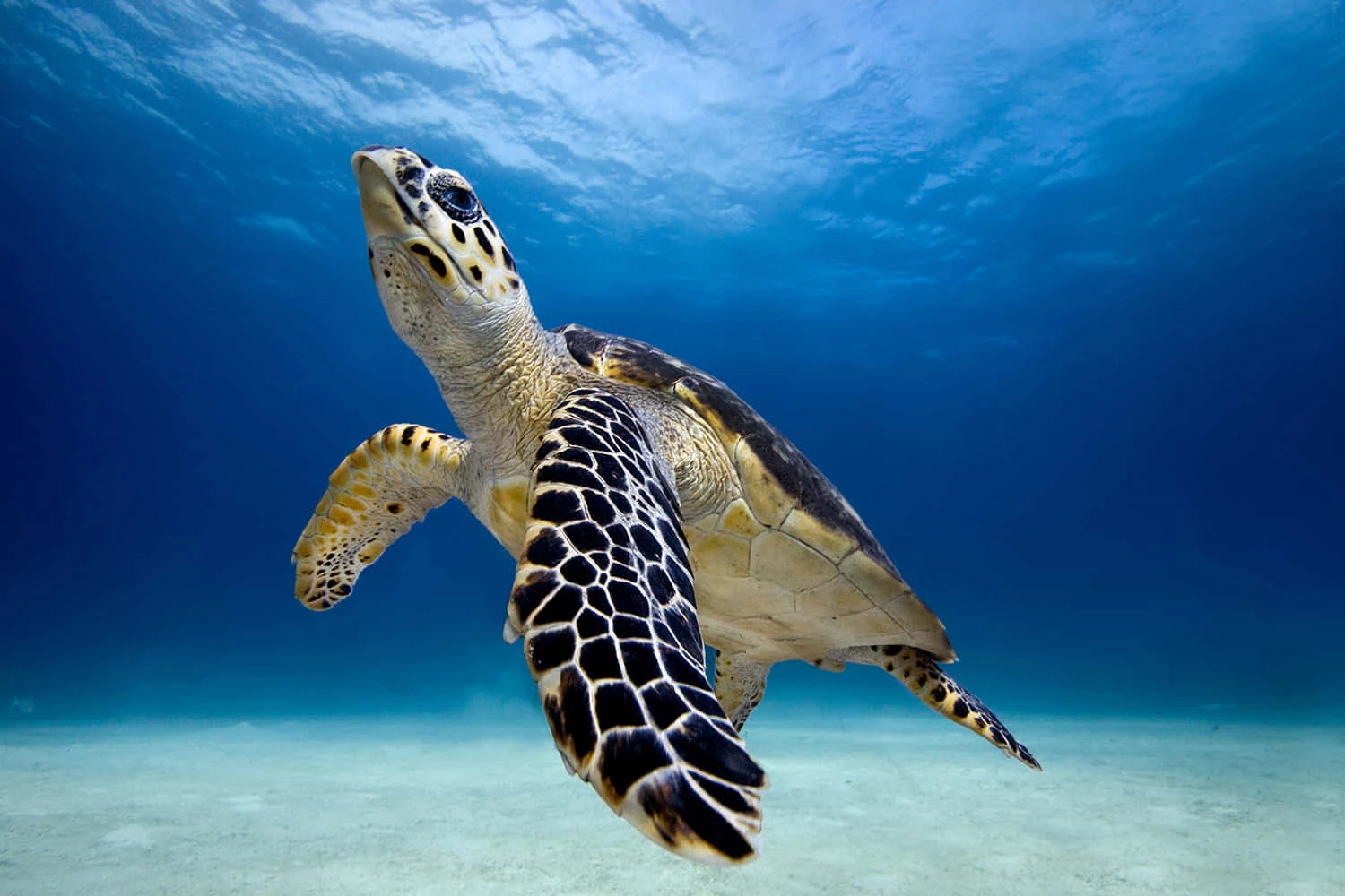 sea turtle