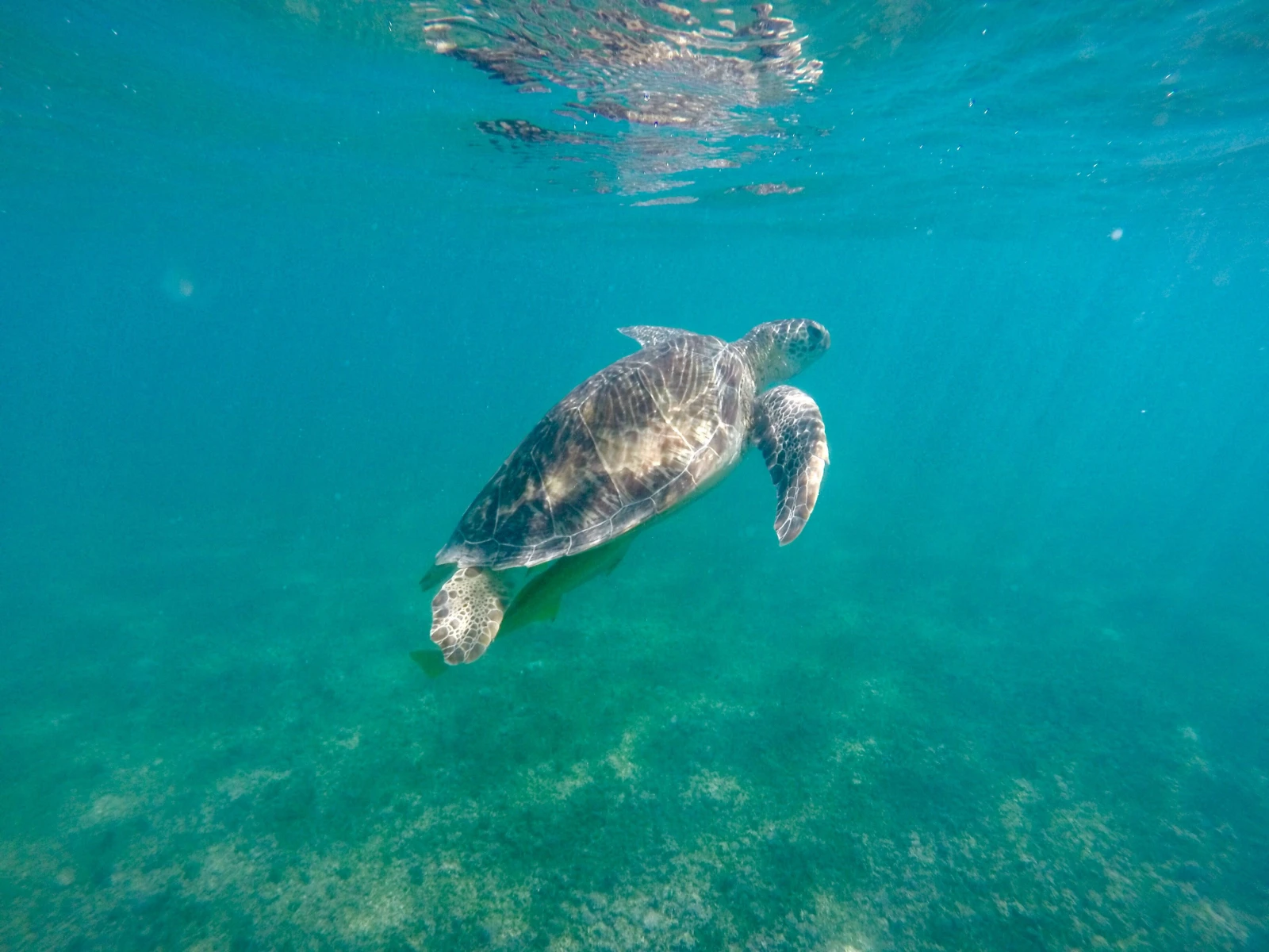 swimming w turtles