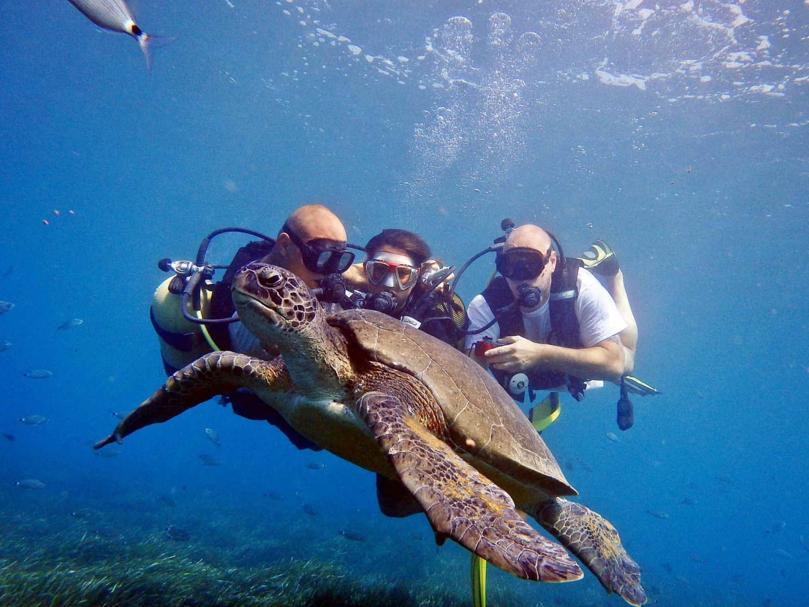 Diving